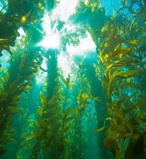 紫菜,裙带菜,石花菜等海洋藻类的总称,是生长在海中的藻类,植物界的隐