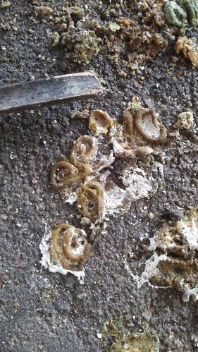 鸽子的大便拉出来是一个长条,是不是有虫子呀