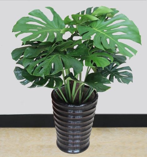 3种耐阴植物,养在室内很好,叶色碧绿有光泽,大气又好养