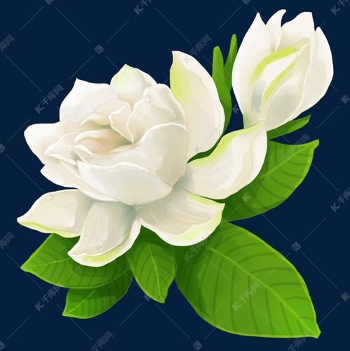白花栀子花素材图片免费下载-千库网