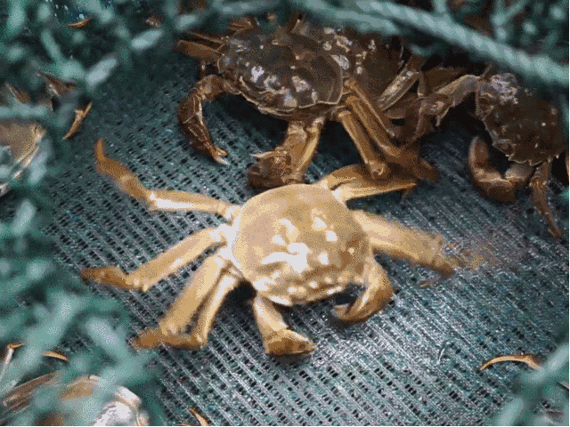 爆黄满膏盒马网红大闸蟹来袭长假就靠它来续命了