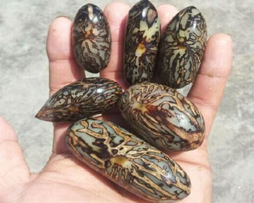 千眼菩提子的价格 千眼菩提子选购技巧