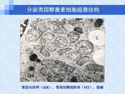 粗面内质网(rer),高尔基复合体(g),膜包分泌颗粒 分泌含氮激素细胞