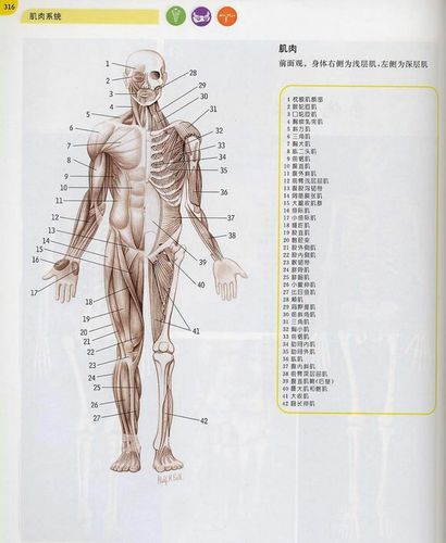 【全身肌肉组织解剖图】