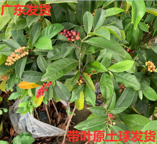 名贵品种 五味子树苗 五味子小苗 庭院阳台别墅 园林绿化行道苗木