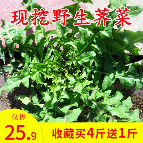 现挖野生荠荠菜新鲜蔬菜棘棘农家地菜春卷饺子馄饨馅野菜芥菜包邮