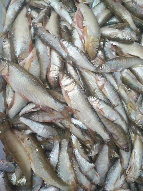 马口鱼 (桃花鱼)