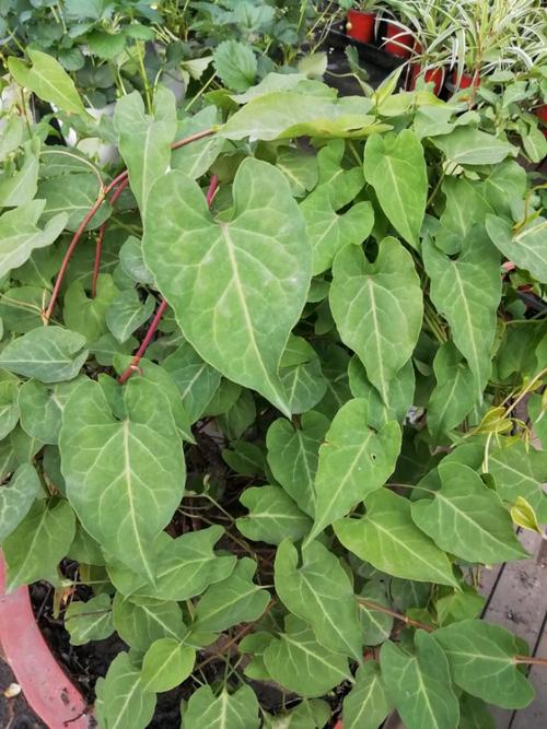 垂直绿化与盆景——何首乌