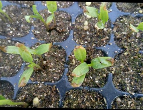 辣椒幼苗,叶片腐烂