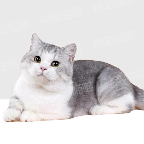 美短猫纯种