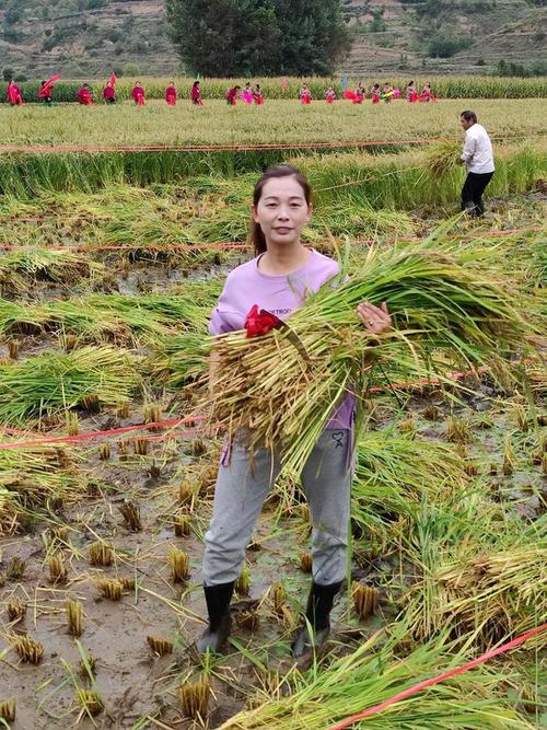 武山县四门镇尧儿村:挥镰刀 赛农活 割稻大赛庆丰收(图)