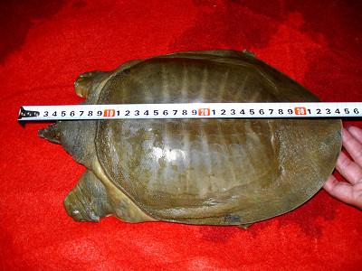 因此从重量上推算,这只甲鱼的年龄可能在36岁左右.