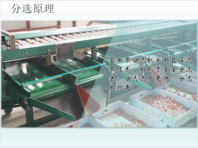 千禧果分选机圣女果选果机小西红柿分大小的机器厂家在山东龙口