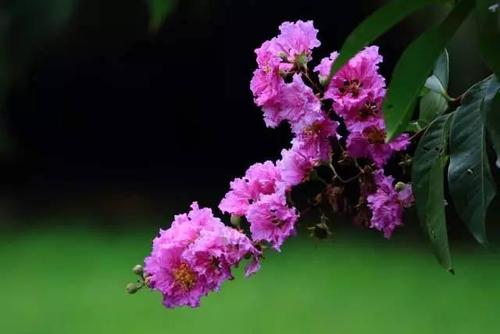 六月清城,紫薇花开,相信它会给清远的朋友们带来好运的.