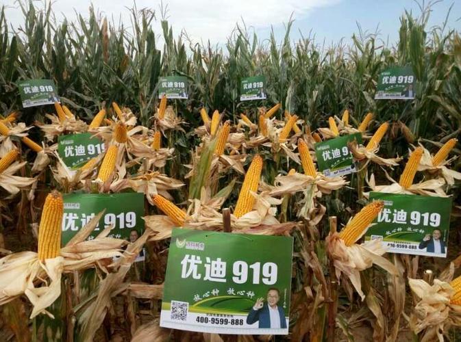 高产玉米新品种—优迪919强势登陆山西卫视黄金时段