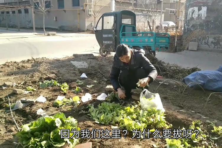 淄博农村面貌新变化,佩佩家门口菜园要清理掉,清理后变化大不?