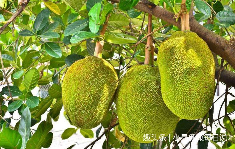 木菠萝的功效和作用