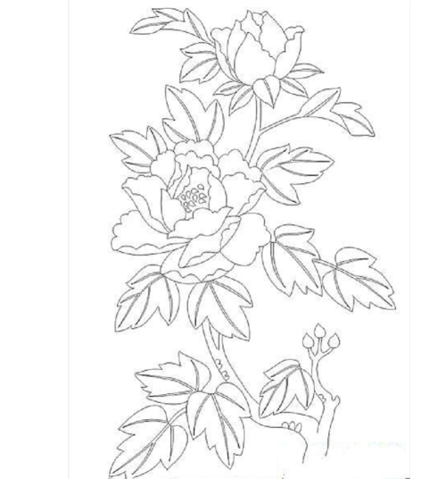 牡丹简笔画a4专用