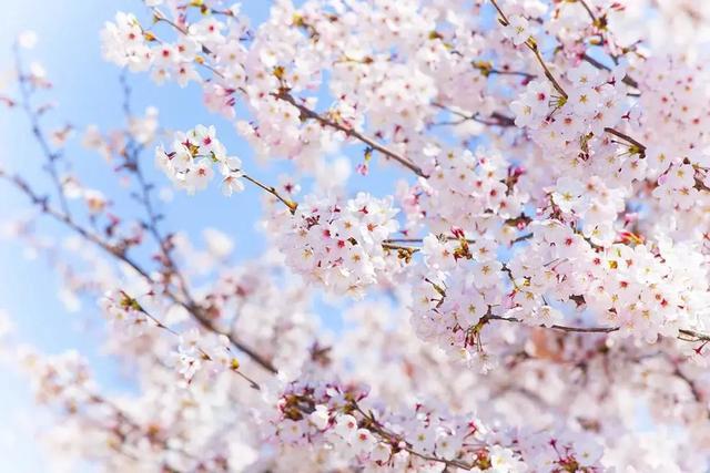 花开烂漫的樱花季,日本这些樱花美得令人惊艳|吉野山