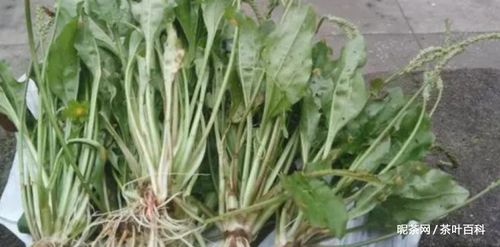 车前草茶制作方法