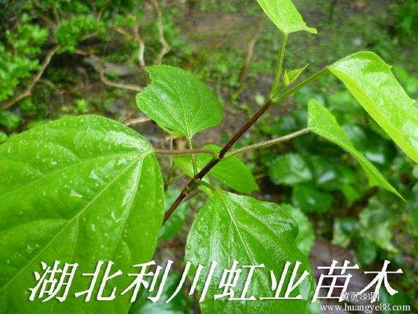 供应湖北利川豆腐树苗(斑鸠叶臭黄金)树叶可制作豆腐食用