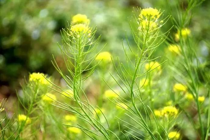 播娘蒿:又称野芥菜,高密俗称麦蒿,属于十字花科植物,其种子为南葶苈