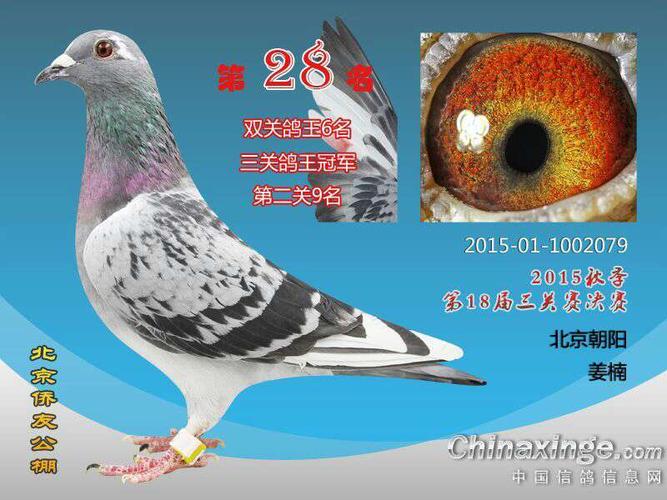 公棚三关鸽王冠军