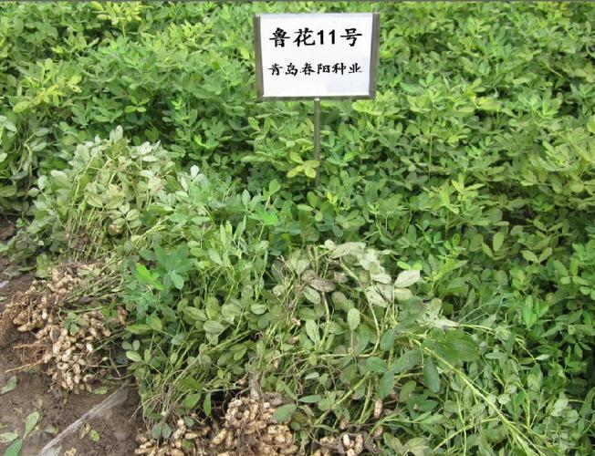 花生品种