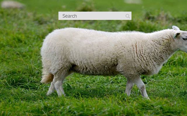 高清羊壁纸新选项卡「hd sheep wallpapers new tab」