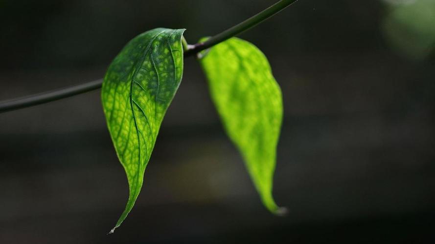 清新护眼的绿色叶子,高清图片,植物壁纸-回车桌面