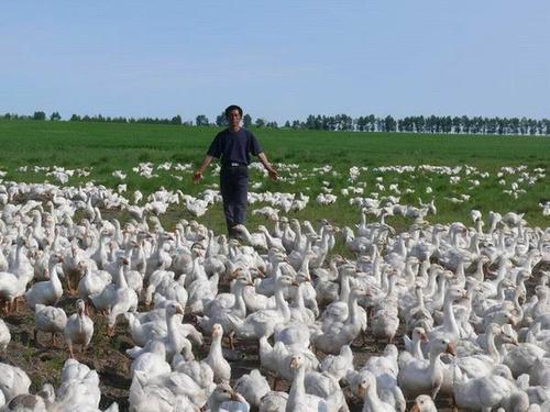 依安白鹅大笨鹅东北特产馈赠佳品绿色食品依安大鹅入口留香
