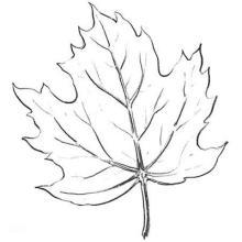 香樟树叶小学生简笔画