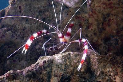 世界上最漂亮的5种虾每一种都让你眼前一亮