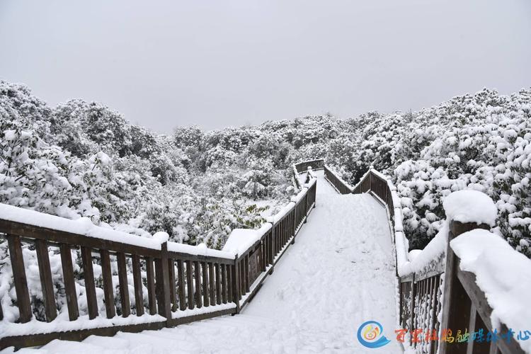 初雪百里杜鹃美成了一幅画