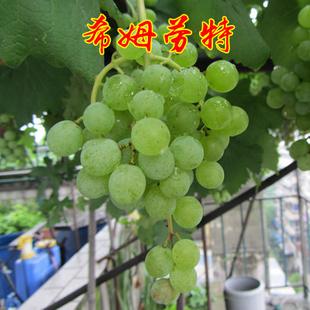 嫁接葡萄苗新品种葡萄希姆劳特葡萄苗无核葡萄树苗鲜甜爽口