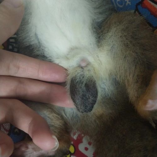 如何辨别松鼠性别——公母区分_夫妻_宠物_猫