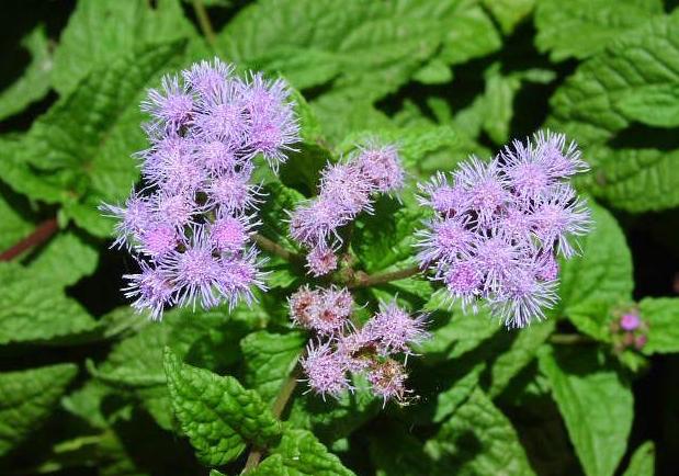 如何养殖泽兰 泽兰的养殖与护理技巧