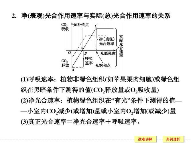 培优讲堂(一)——实际光合速率与净光合(表观光合)速率辨析ppt