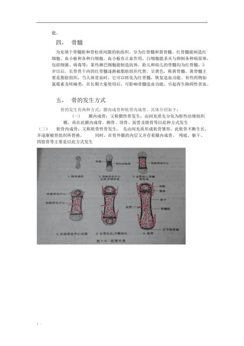 骨的结构及其组成成分