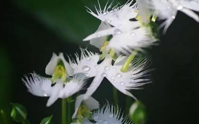 生活课堂 礼仪知识 鲜花礼仪 花语大全 《鹭鸶草花语是什么》正文