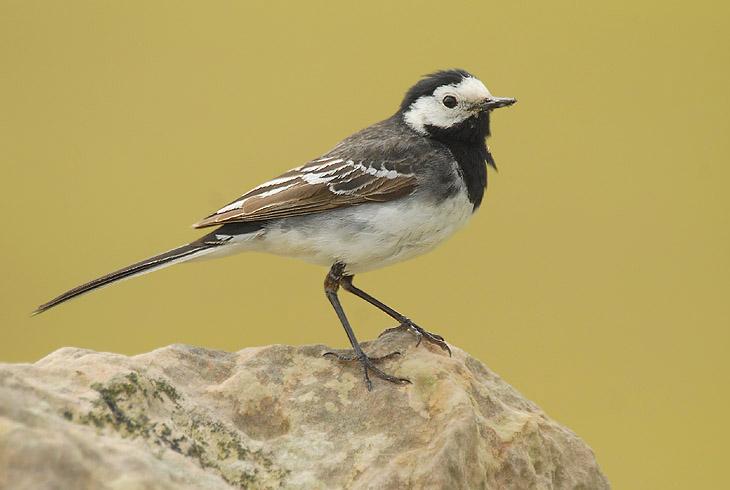 名:motacilla alba yarrelli)是雀形目鹡鸰科的 a href="#">鸟类 /a>