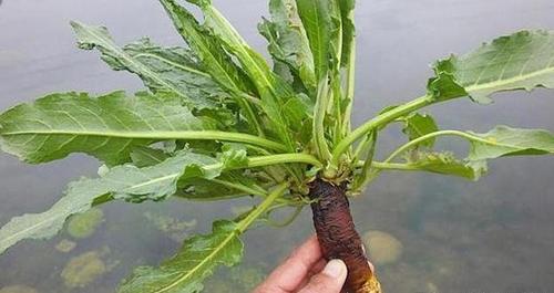 人称"野菠菜",曾是穷苦人的救命野菜,如今变成热销品