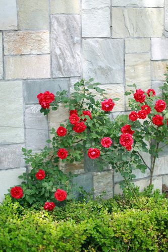 写美篇    蔷薇属于蔷薇科,蔷薇的叶子呈卵形,花颜色有红,白,深桃红