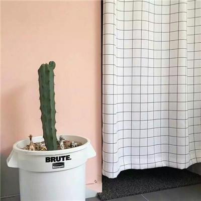 有关仙人掌微信头像图片小清新 最新仙人掌风景头像大全分享!