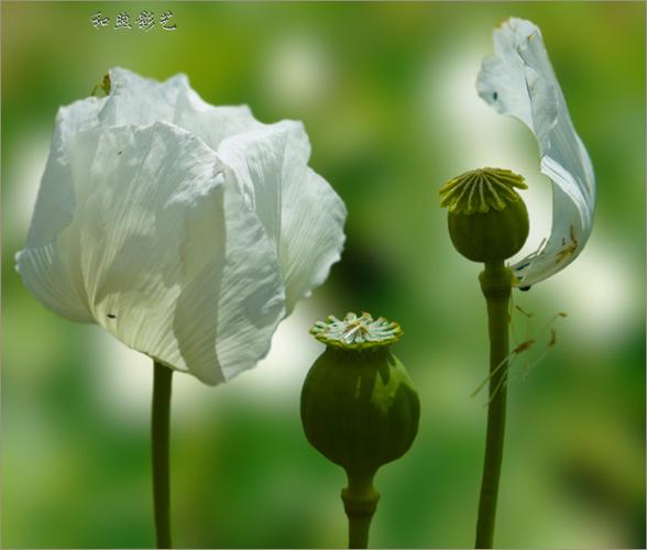 一场白色罂粟花的暧昧,危险却又