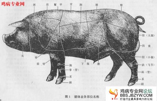 猪体表部位名称.jpg