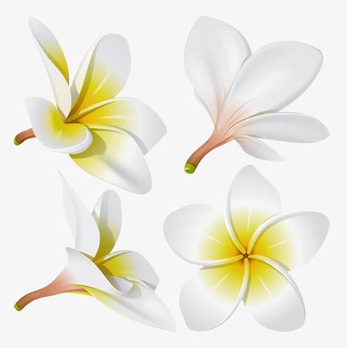 关键词 : 白色花朵,花朵花瓣,花朵矢量,花朵装饰