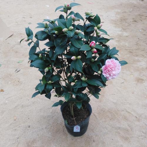 茶花养得好这十个的禁忌不能做