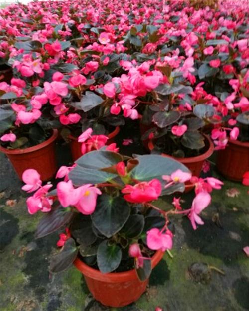 玫瑰海棠玻璃海棠双色盆栽秋海棠玻璃翠海棠花苗四季开花 100实物_7折