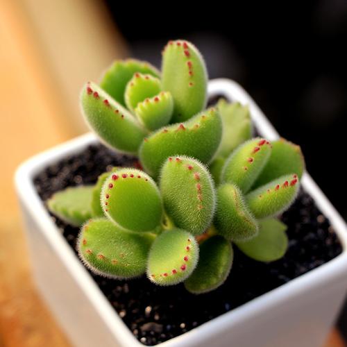 热销多肉植物肉嘟嘟_【植物说园艺】熊童子多肉植物 熊掌熊爪 萌嘟嘟